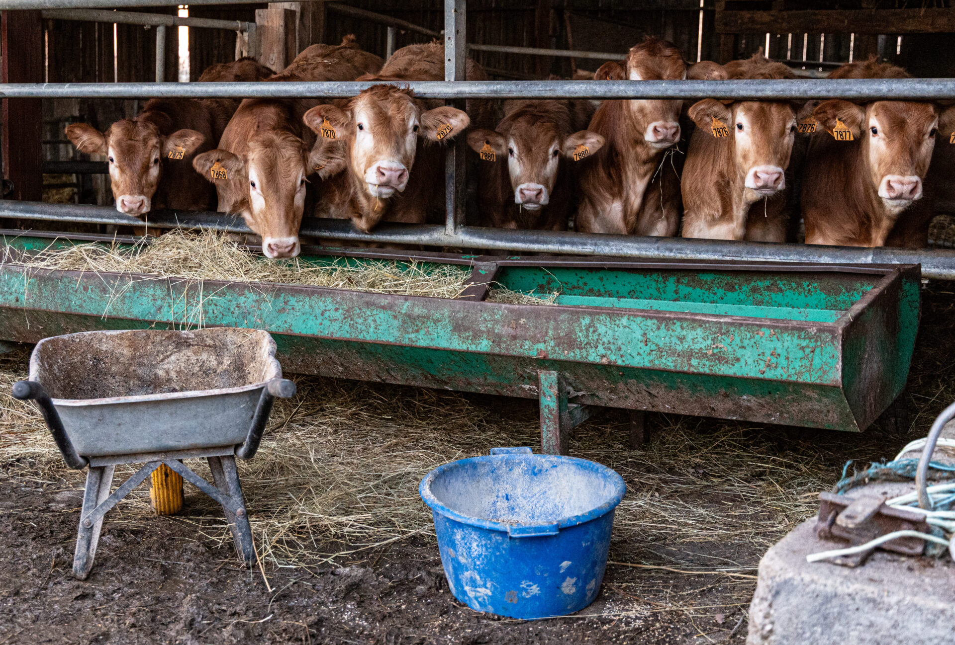 Dermatose nodulaire agriculteurs