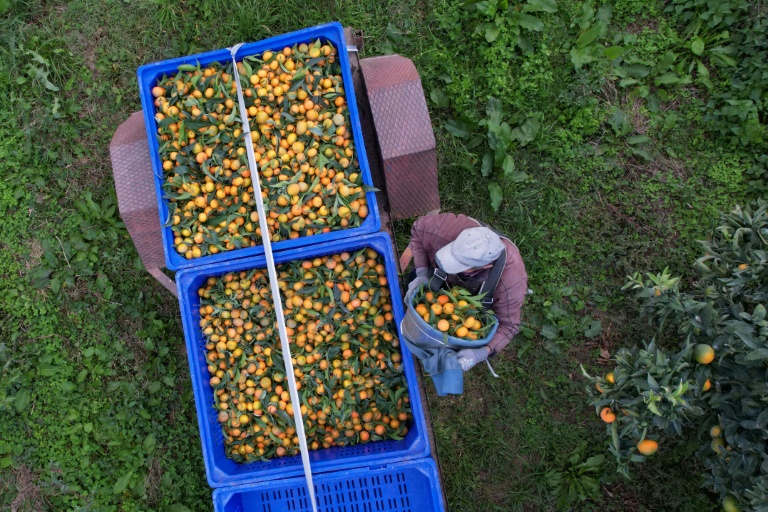 Récolte des clémentines à Santa-Lucia-di-Moriani en Corse, le 14 novembre 2025