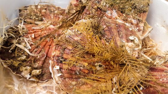 Coquilles Saint-Jacques / Bretagne / France