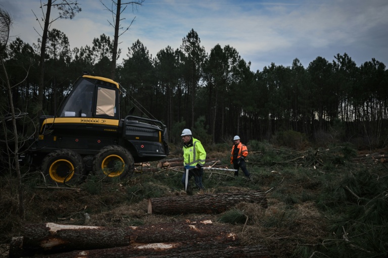 Des opérateurs forestiers au milieu pins coupés dans une zone déboisée lors d'opérations contre le nématode du pin, près de Seignosse, le 13 janvier 2026 dans les Landes