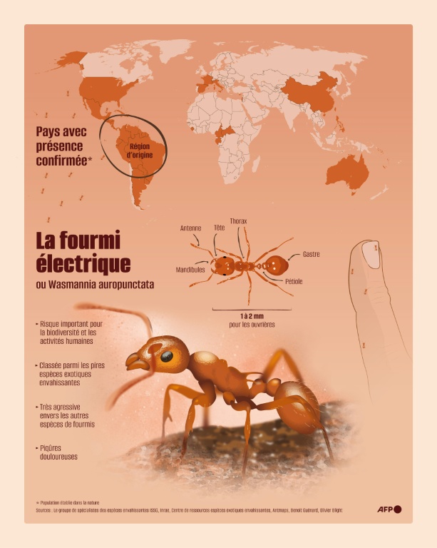 La fourmi électrique