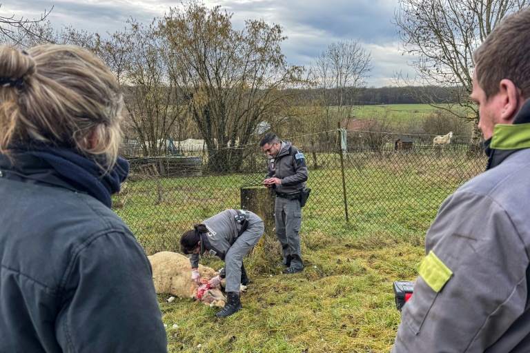 Des membres de l'Office français de la biodiversité (OFB) effectuent des prélèvements après une attaque imputée au loup dans un élevage de moutons à Chaumont-la-Ville, dans le nord-est de la France, le 23 janvier 2026
