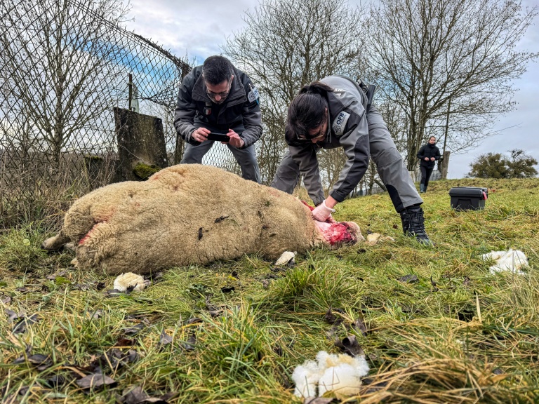 Des membres de l'Office français de la biodiversité (OFB) effectuent des prélèvements après une attaque imputée au loup dans un élevage de moutons à Chaumont-la-Ville, dans le nord-est de la France, le 23 janvier 2026
