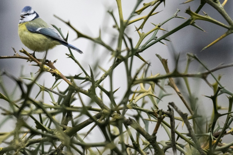Une mésange bleue au Bois de Vincennes, à Paris, en janvier 2026