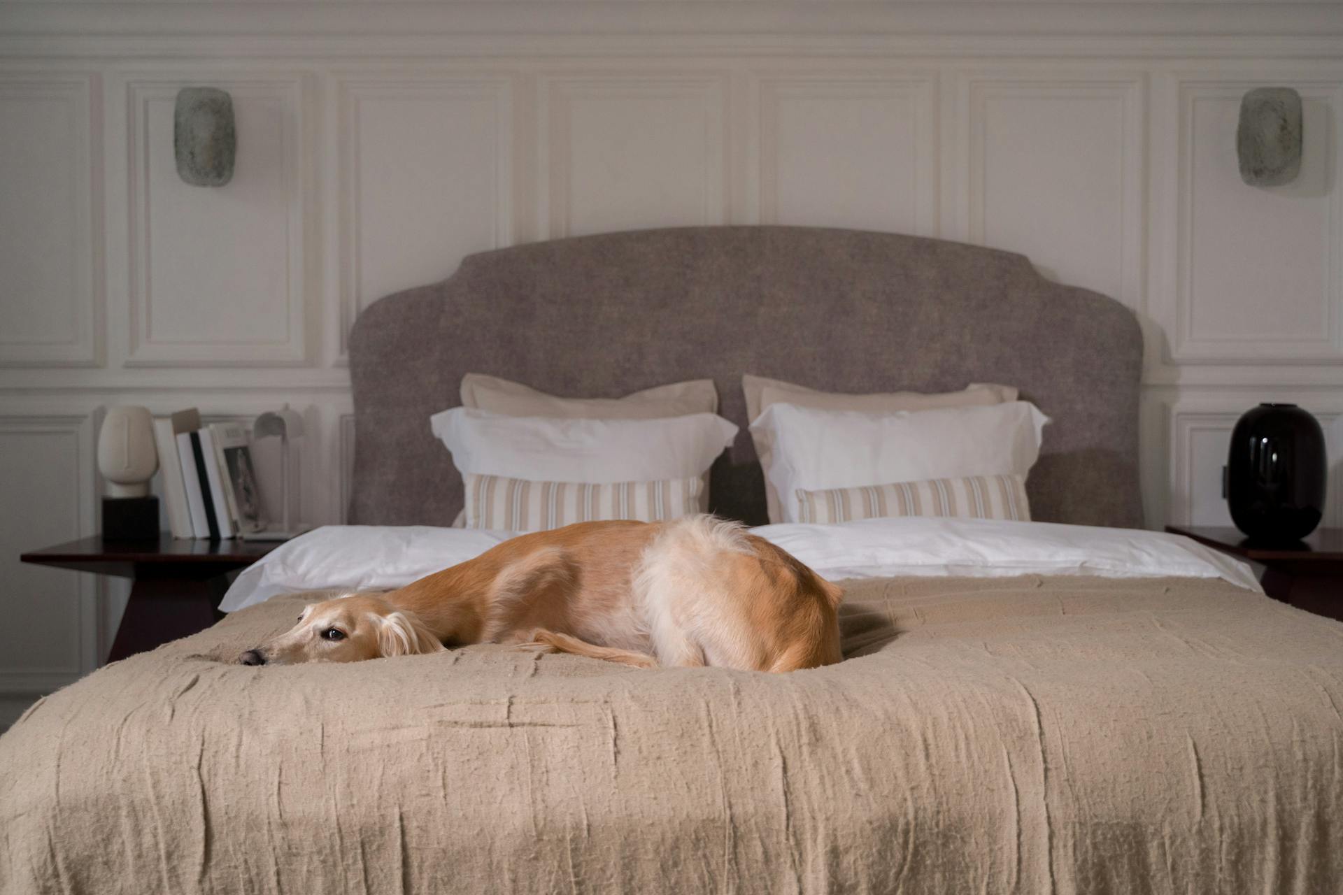 Animaux dans le lit : un reflet de nos modes de vie et de nos solitudes