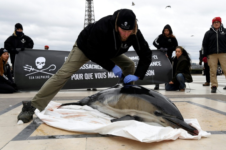 Un membre Sea Shepherd Conservation Society (SSCS) expose le corps d'un dauphin échoué lors d'une manifestation contre les prises accidentelles de cétacés dans le golfe de Gascogne, le 14 janvier 2020, sur l'esplanade du Trocadéro à Paris
