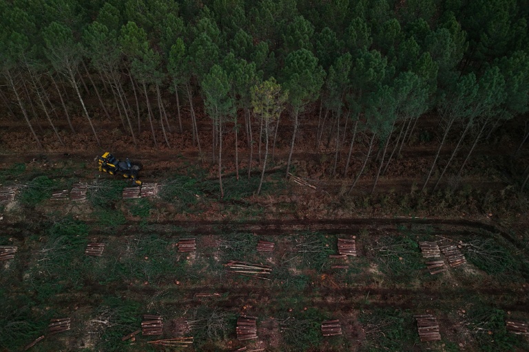 Vue aérienne d'une zone forestière défrichée lors d'opérations contre nématode du pin, près de Seignosse, le 13 janvier 2026 dans les Landes