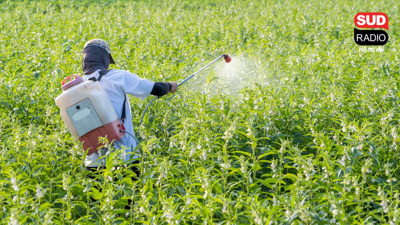 Des agriculteurs sont jugés aujourd'hui, non pas dans le cadre de la mobilisation paysanne contre le Mercosur, mais pour trafic.