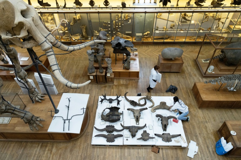 Déménagement de spécimens avant des travaux au sein de la Galerie de Paléontologie et d'Anatomie comparée du Muséum national d'Histoire naturelle, le 3 février 2026 à Paris