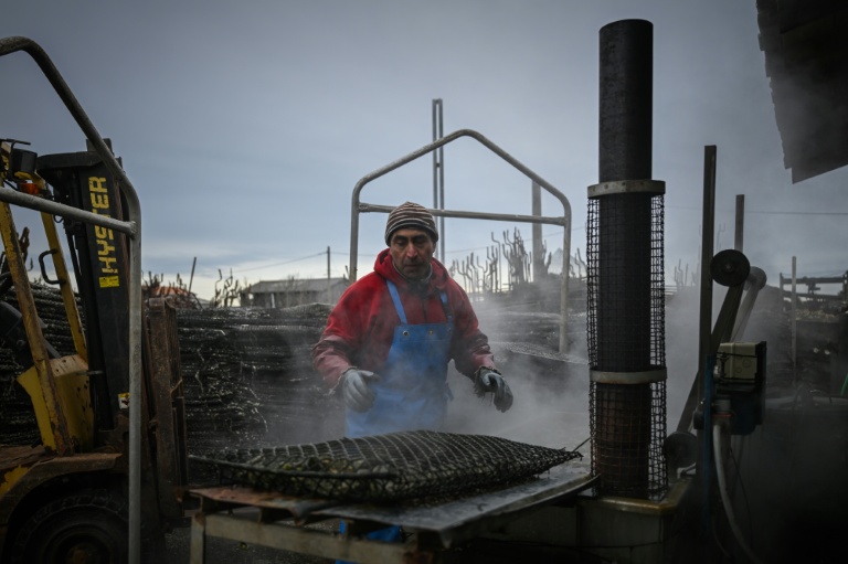 Un ostréiculteur lave des coquillages dans son installation de production à Gujan-Mestras, dans le bassin d'Arcachon, le 5 février 2026 en Gironde