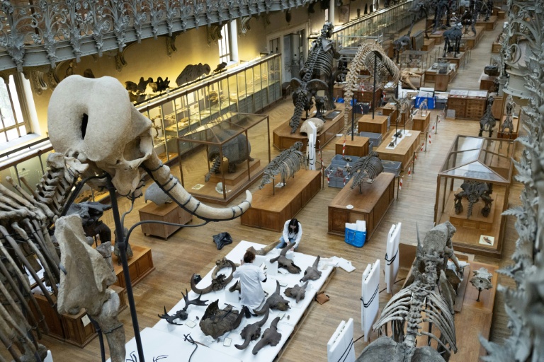 Déménagement de spécimens avant des travaux au sein de la Galerie de Paléontologie et d'Anatomie comparée du Muséum national d'Histoire naturelle, le 3 février 2026 à Paris