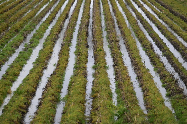 Photo aérienne d'un champ de carottes inondé après les pluies qui ont frappé l'ouest de la France, le 19 février 2026 à Roz-sur-Couesnon, en Ille-et-Vilaine