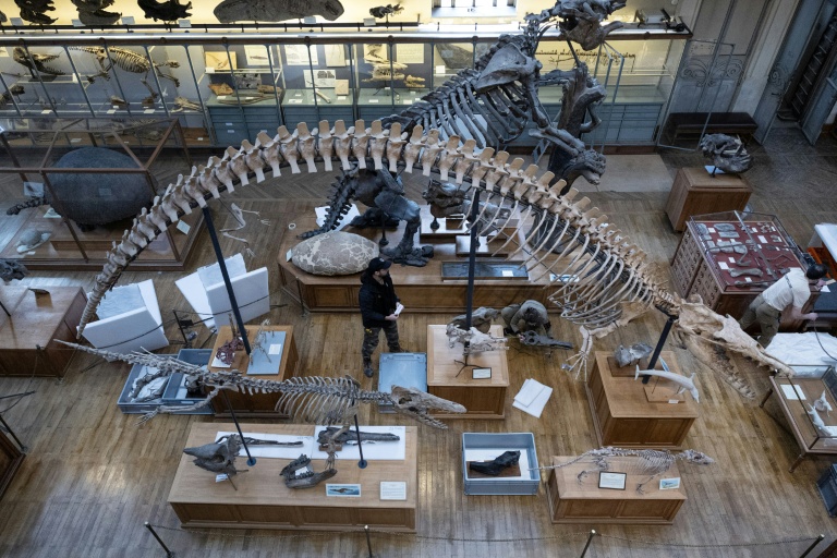Déménagement de spécimens avant des travaux au sein de la Galerie de Paléontologie et d'Anatomie comparée du Muséum national d'Histoire naturelle, le 22 janvier 2026 à Paris