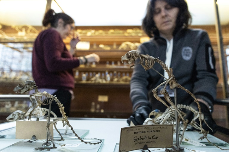 Déménagement de spécimens avant des travaux au sein de la Galerie de Paléontologie et d'Anatomie comparée du Muséum national d'Histoire naturelle, le 22 janvier 2026 à Paris