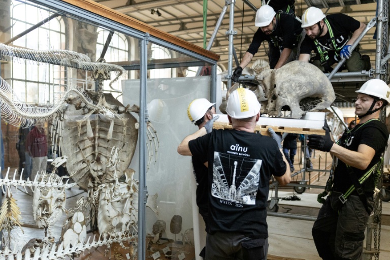 Déménagement de spécimens avant des travaux au sein de la Galerie de Paléontologie et d'Anatomie comparée du Muséum national d'Histoire naturelle, le 3 février 2026 à Paris