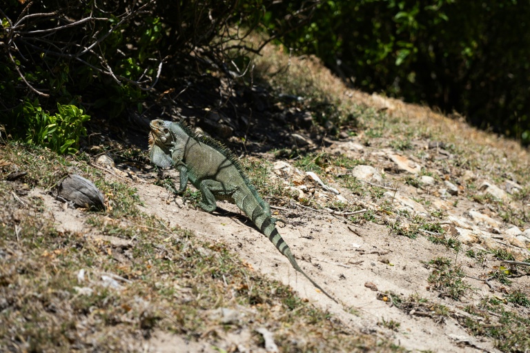 Un iguane vert guadeloupéen non loin de la plage de Pompierre à Terre-de-Haut dans l'archipel des Saintes en Guadeloupe le 18 mars 2026