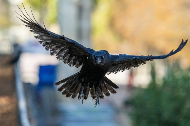 Une corneille noire à Paris, le 12 octobre 2025