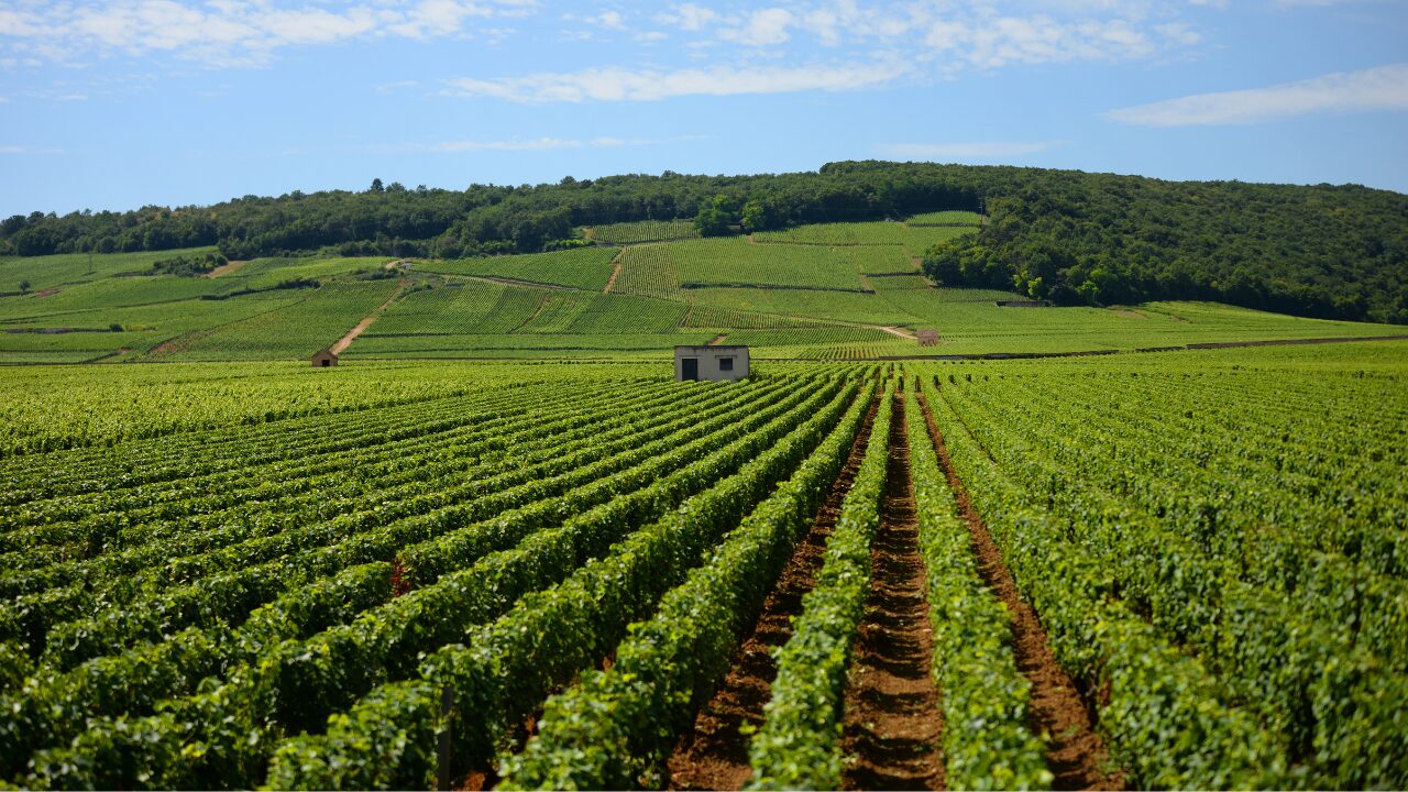Agriculteurs / Vignes