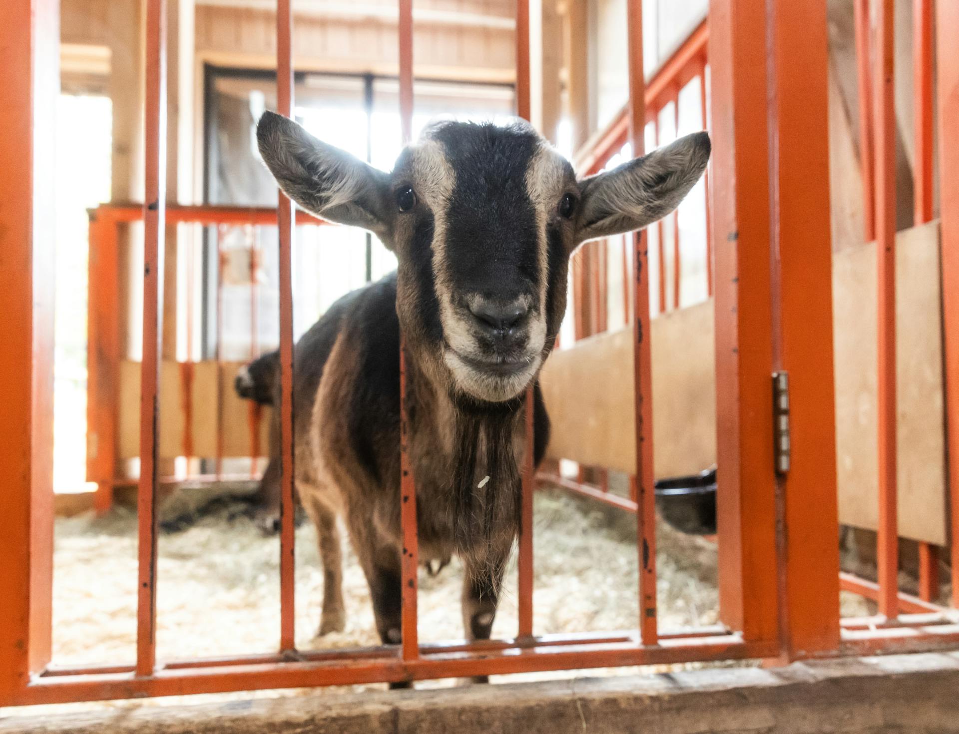 Maltraitance animale : des sanctions plus lourdes, mais encore insuffisantes