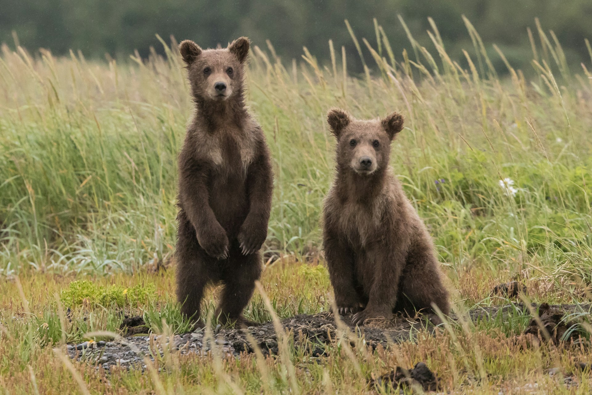 ours-pyrenees-consanguinite