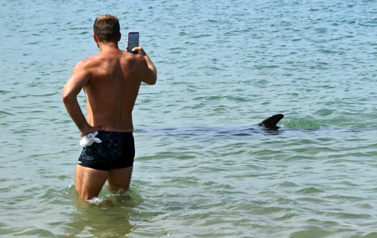 Un homme prend une photo d'une dauphine nageant dans la baie de Saint-Jean-de-Luz, dans les Pyrénées-Atlantiques, le 24 avril 2026