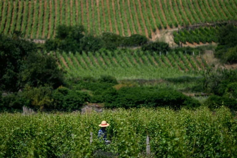 Un vigneron à Gevrey-Chambertin, en Bourgogne, le 28 mai 2026