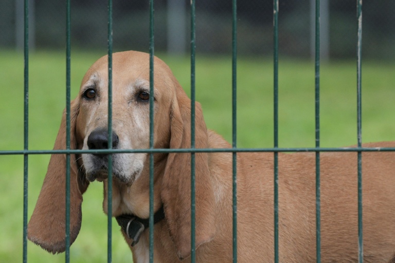 Entre 2016 et 2021 en France, les atteintes envers les animaux domestiques ont augmenté de 30%, d'après le ministère de l'Intérieur