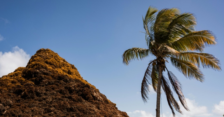 Un tas de sargasses ramassées sur le rivage à Saint-François, en Guadeloupe, le 29 avril 2026