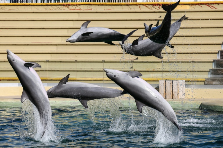 Des dauphins dans un bassin du parc d'attractions MarineLand à Antibes, le 27 novembre 2025 dans les Alpes-Maritimes
