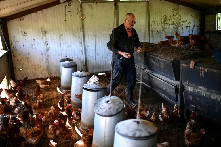 Le vigneron Olivier Reumaux récupère les oeufs de ses poules au Chateau Le Parvis de Dom Tapiau, à Camblanes-et-Meynac, le 7 mai 2026