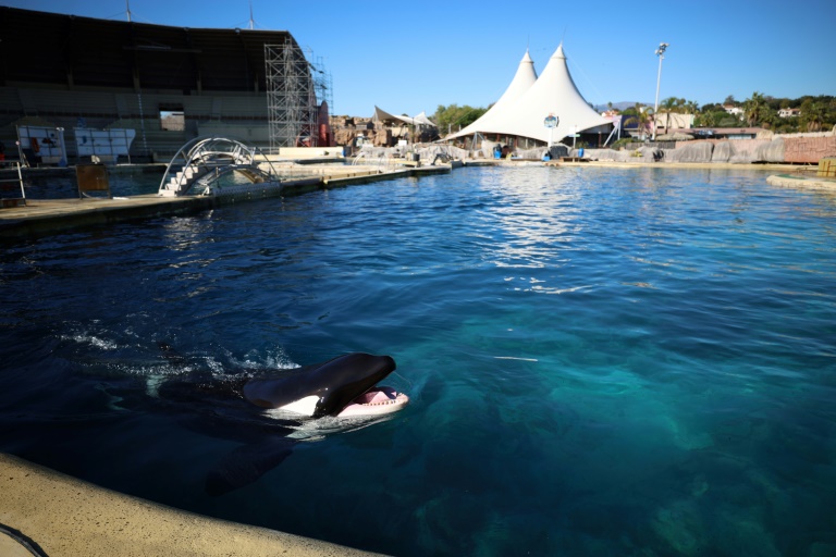 Keijo, l’orque mâle de Marineland, nage dans le bassin de l’arène des orques du parc à thème Marineland à Antibes, en France, le 27 novembre 2025