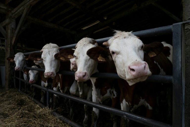 Des vaches à l'usine de biométhane de Blajan, en Haute-Garonne, le 18 mai 2026