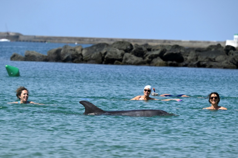 Une dauphine nage à proximité de baigneuses dans la baie de Saint-Jean-de-Luz, dans les Pyrénées-Atlantiques, le 24 avril 2026