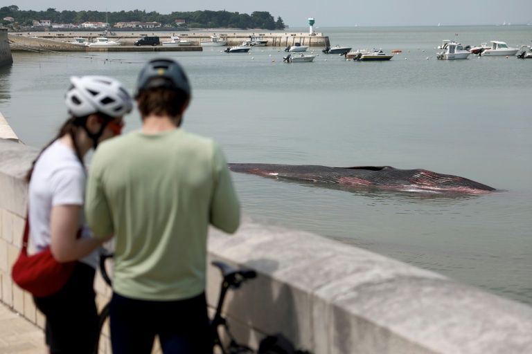 Des passants regardent la carcasse d'une baleine femelle qui s'est échouée avant de mourir à Rivedoux-Plage, à l'extrémité est de l'île de Ré, le 30 mai 2026