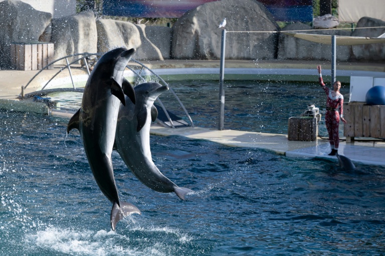 Des dauphins au Marineland d'Antibes, le 2 janvier 2025