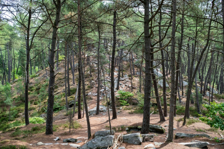 La forêt de Fontainebleau, près de Noisy-sur-École, le 6 août 2025 en Seine-et-Marne