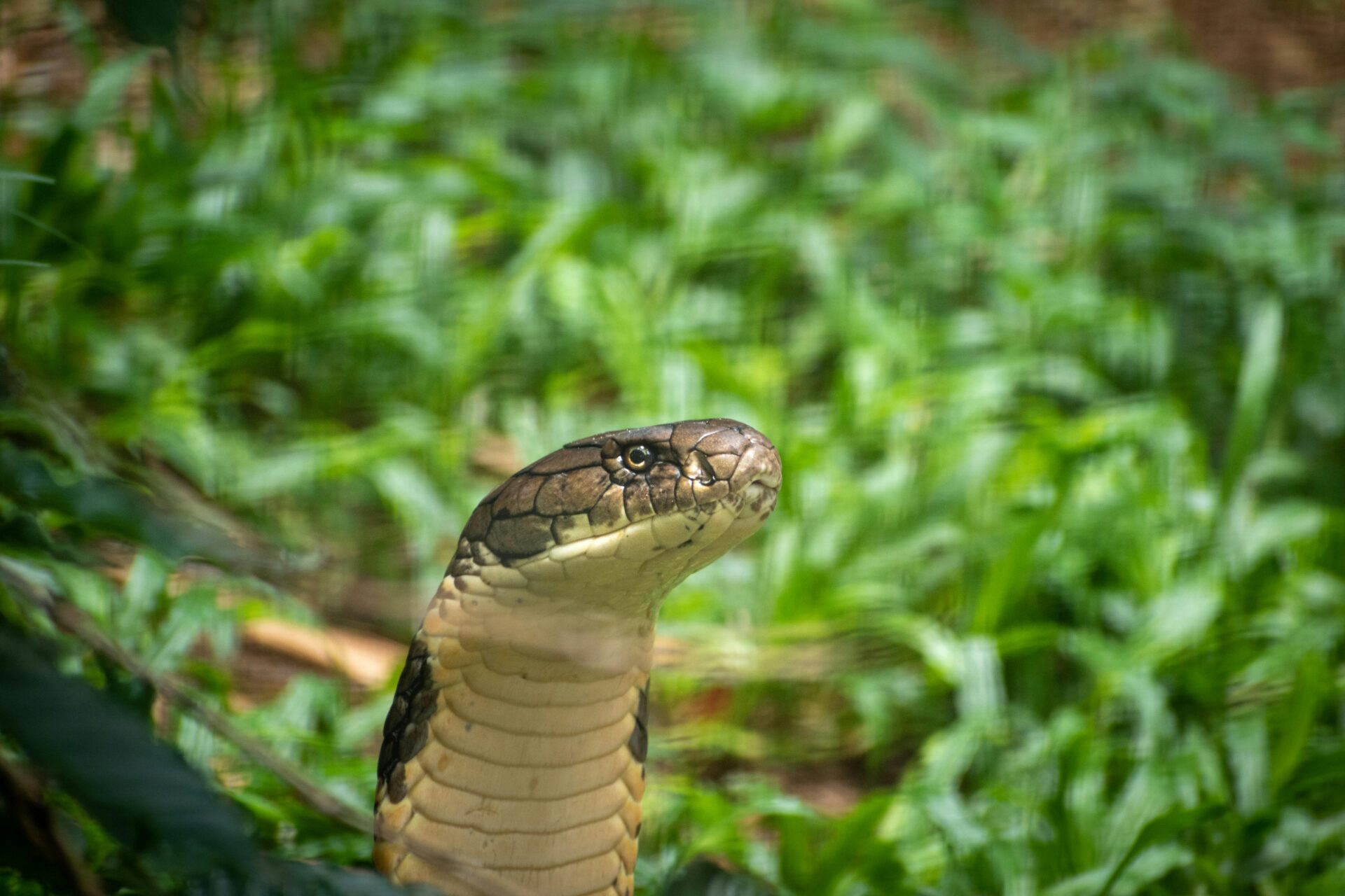 cobra