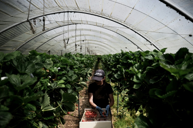 Un employé du producteur Alpes-Coccinelle récolte des fraises à Ville-sous-Anjou, en Isère le 21 mai 2026