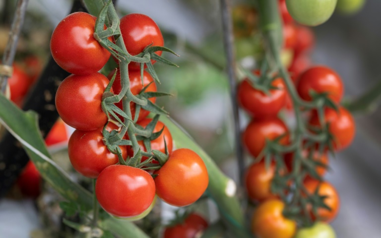 Des tomates dans une serre à Taulé, dans l'ouest de la France, le 25 juin 2026