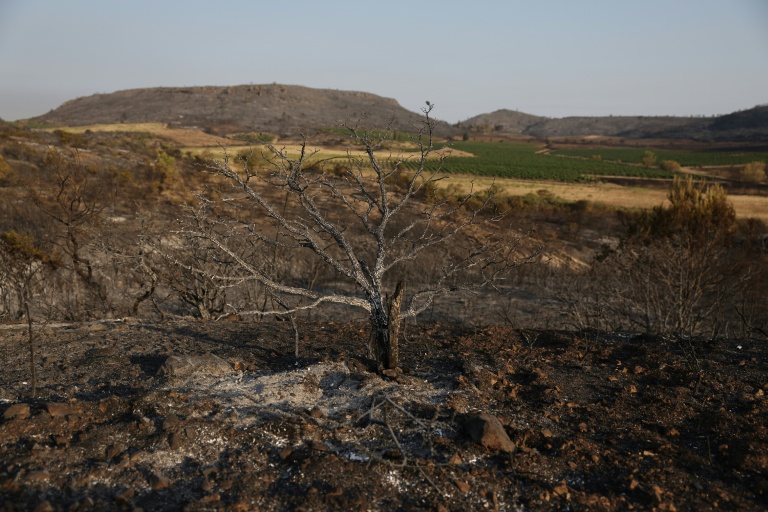 Une zone forestière dévastée par l'incendie d'août 2025 près de Durban-Corbieres, dans l'Aude le 7 août 2025