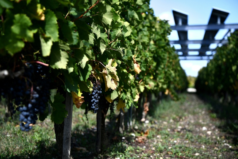 L'installation agrivoltaïque Vitisolar, un projet expérimental piloté par EDF, composé de panneaux photovoltaïques suspendus au-dessus d'un vignoble, à l'Institut des sciences de la vigne et du vin à Villenave-d'Ornon, près de Bordeaux, le 19 septembre 2023