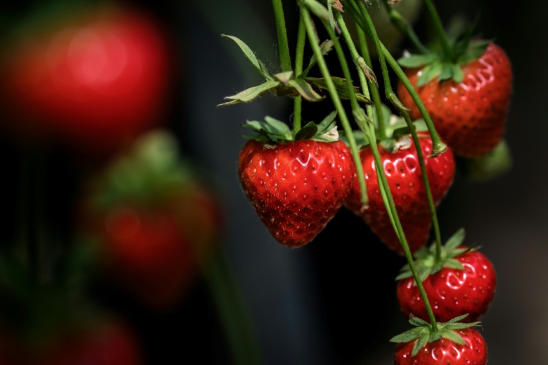 Des fraises du producteur Alpes-Coccinelle à Ville-sous-Anjou, en Isère, le 21 mai 2026