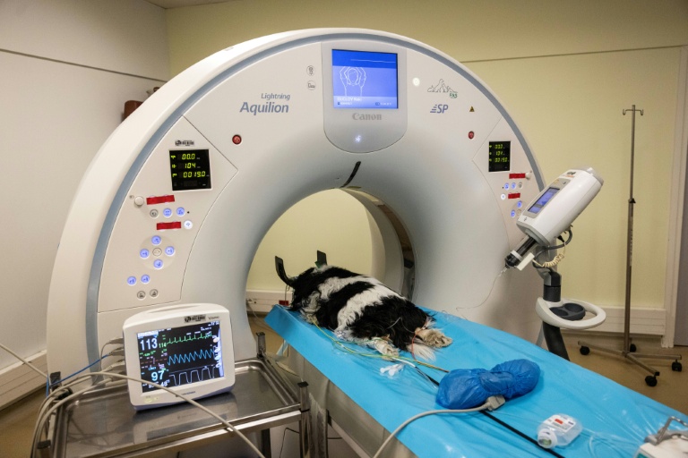 La chienne Naki subit un examen de dépistage du cancer à l'hôpital vétérinaire de Maison-Alfort, le 9 juin 2026 dans le Val-de-Marne