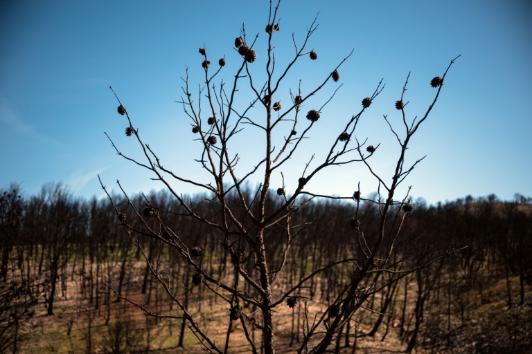 Une zone dévastée par l'incendie dans l'Aude en août 2025, près du village de Jonquières, le 16 avril 2026