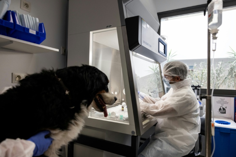 Le vétérinaire cancérologue Jérémy Béguin prépare les médicaments de chimiothérapie destinés à Nuska, une chienne de montagne bernoise atteinte de métastases pulmonaires, à l'hôpital vétérinaire de Maisons-Alfort, le 11 juin 2026 dans le Val-de-Marne