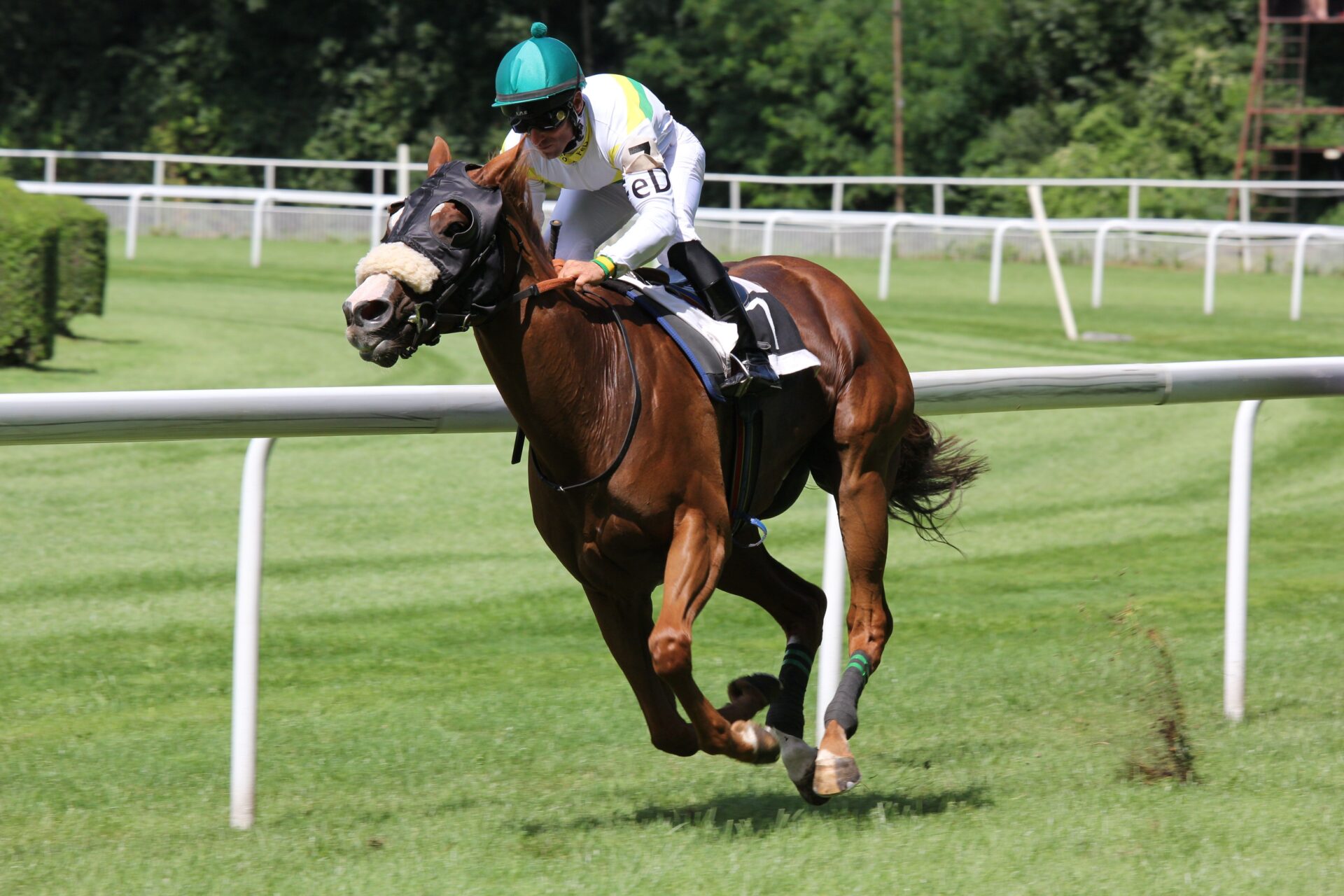 hippisme