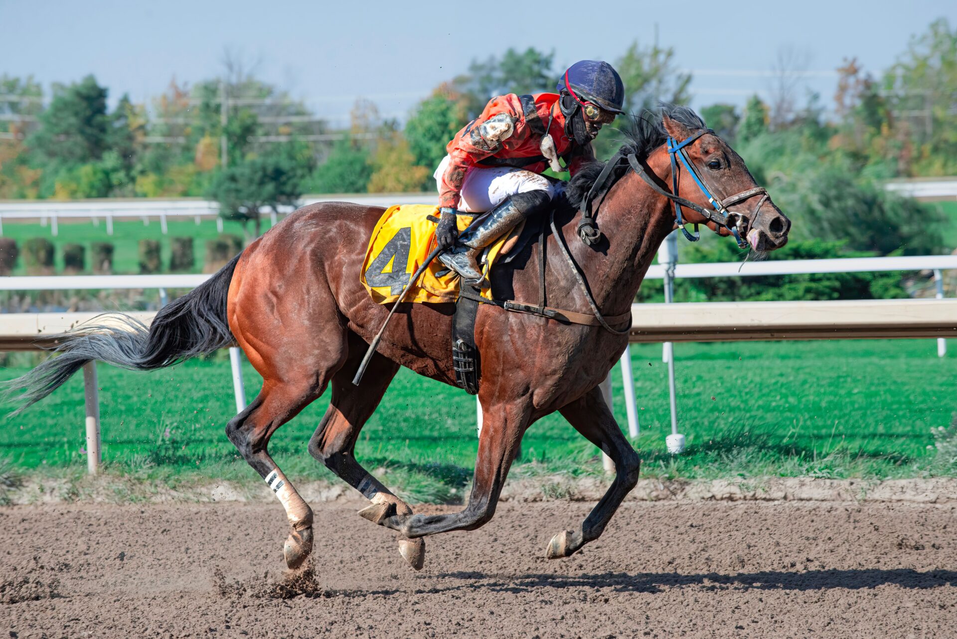 Hippisme