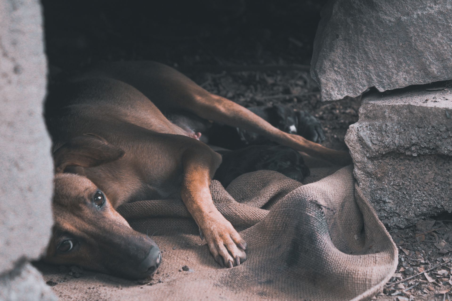 Les abandons d'animaux se multiplient, la SPA appelle à une adoption responsable