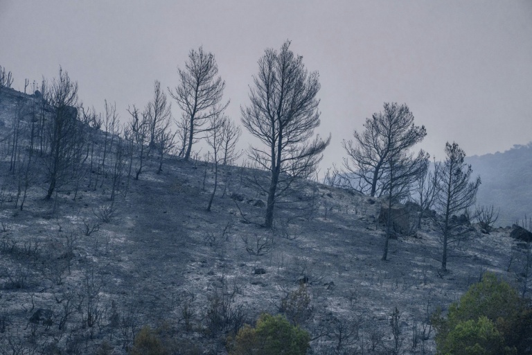 Une zone brûlée par un incendie de forêt à Durban-Corbières, le 7 août 2025 dans l'Aude