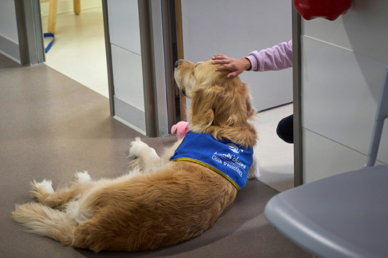 Une enfant caresse un chien d'assistance dans l'unité UAPED (Unité d'Accueil Pédiatrique pour Enfants en Danger) dans un contexte de maltraitance au CHU d'Orléans, le 16 octobre 2024 dans le Loiret